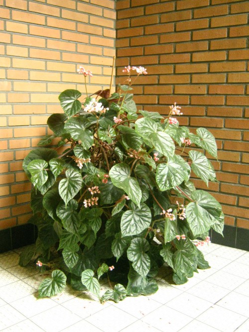 Untitled (found sculpture)